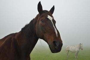 due cavalli nella nebbia foto