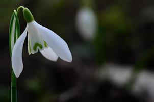 bucaneve guarda la primavera foto