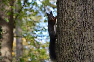 gattino verificabile su un albero foto