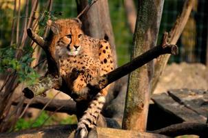 leopardo seduto su un albero foto