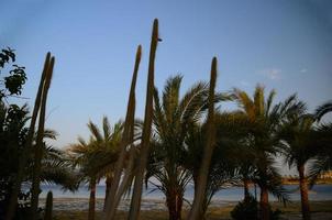 lungo cactus sul mare foto