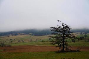 albero distrutto nella nebbia foto