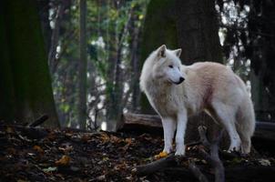 lupo bianco che guarda foto