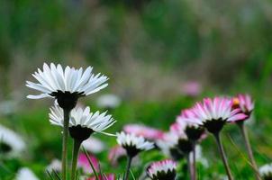 la margherita fiorisce la primavera foto