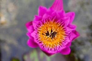 fiore di loto e sfondo della natura delle api foto