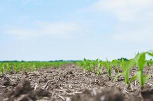 campo di mais. giovani piante di mais che crescono al sole foto