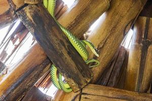 serpente nel tetto di bambù su koh phangan in tailandia. foto