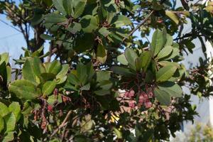 primo piano di un corbezzolo, un piccolo albero con corteccia rossa che si sfalda. i fiori compaiono mentre i frutti dell'anno precedente stanno maturando. un orso accanto a un corbezzolo sono il simbolo di madrid foto