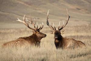 alci toro con grandi corna nel pittoresco saskatchewan foto