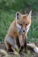 cucciolo di volpe rossa fuori dalla sua tana foto