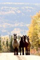 gamma di cavalli lungo la British Columbia Road foto