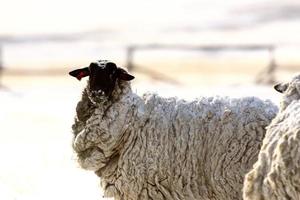 pecore innevate in inverno foto