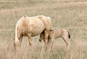 cavallo e puledro in pascolo saskatchewan canada foto