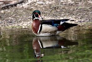 drake anatra di legno in piedi nello stagno vicino alla riva foto