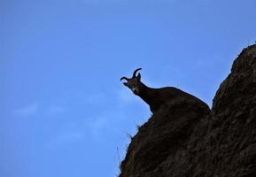 pecora bighorn nelle montagne rocciose dell'alberta foto