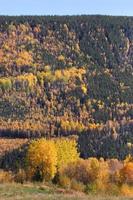 alberi colorati durante l'autunno del british columbia foto