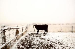 bovini al pascolo invernale foto