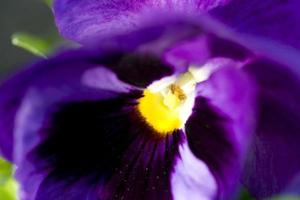 primo piano foto viola del pensiero fiore