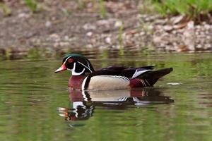 drake anatra di legno che nuota nello stagno foto