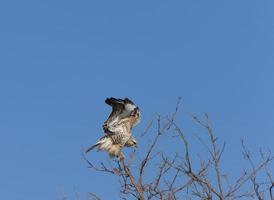 falco ferruginoso in volo foto