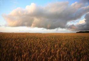 raccolto di grano in maturazione nel pittoresco saskatchewan foto