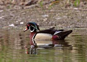 drake anatra di legno che nuota nello stagno foto