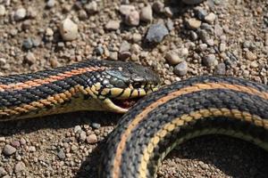 serpente giarrettiera morto sulla strada sterrata foto