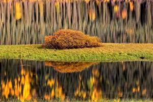 riflessi d'acqua in autunno foto