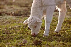 vitello bianco della mucca del bambino che mangia erba foto