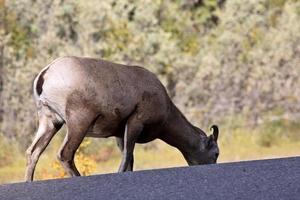 pecora bighorn nelle montagne rocciose dell'alberta foto