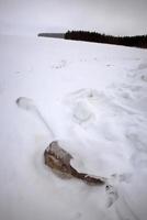 paesaggio innevato sul lago waskesui in inverno saskatchewan foto