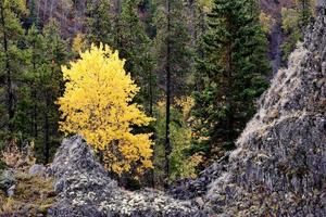 pioppo tremulo e pini in autunno nella Columbia Britannica foto