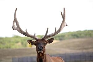 alce della fattoria con grandi corna nel pittoresco saskatchewan foto