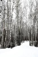 alberi di pioppo tremulo saskatchewan in inverno foto