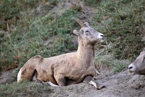 pecora bighorn nelle montagne rocciose dell'alberta foto