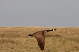 oca canadese in volo foto