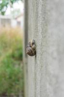 lumaca che dorme in un muro foto