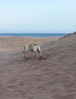 cane che corre nella sabbia, con il mare alle spalle foto