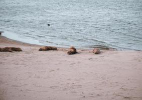 leoni marini che riposano nella sabbia foto