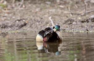 drake anatra di legno che si pavoneggia foto