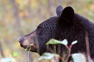 orso nero lungo la British Columbia Highway foto