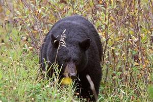 orso nero lungo la British Columbia Highway foto