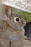 cespuglio coniglio coniglio saskatchewan canada foto