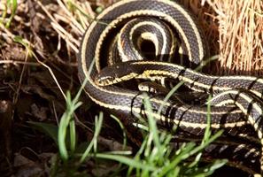 accoppiamento di serpenti giarrettiera foto