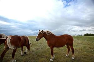 cavalli da tiro in un pascolo del saskatchewan foto