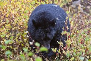 orso nero lungo la British Columbia Highway foto