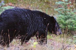 orso nero lungo la British Columbia Highway foto