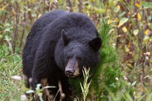 orso nero lungo la British Columbia Highway foto