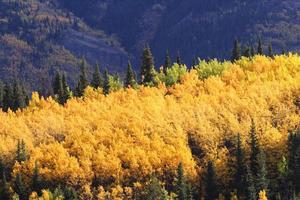 pioppi colorati autunnali tra i pini lodgepole foto