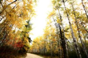 albero di pioppo tremulo in autunno nel parco del lago di prato saskatchewan foto